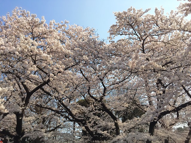 2015 上野公園桜image1 web-b.jpg
