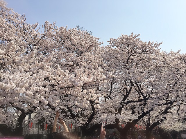 2015 上野公園桜image2 web-b.jpg